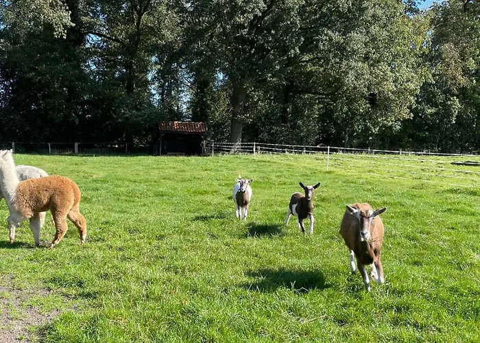 Oons Hoes Tatil Evi *