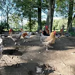 Dom wakacyjny Oons Hoes Rossum (Overijssel)